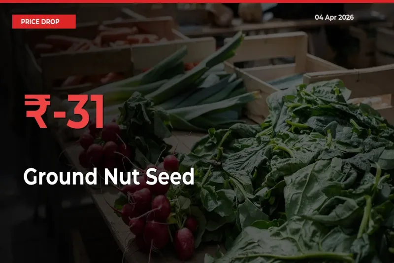 Ground Nut Seed Falls 30.72% at Mandis