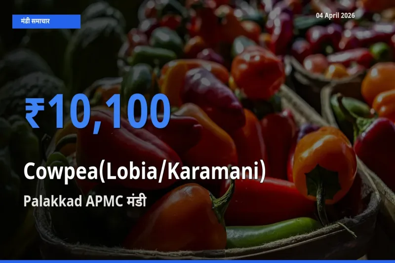 Palakkad APMC मंडी में आज लोबिया (करमानी) के सबसे ऊँचे दाम दर्ज