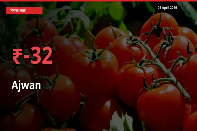 अचानक झटका! मंडी में अजवाइन के दाम 32.12% टूटे