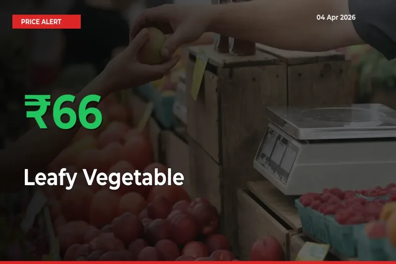 Sharp Jump! Leafy Vegetable Prices Climb 65.59% in 24 Hours at Key Mandis
