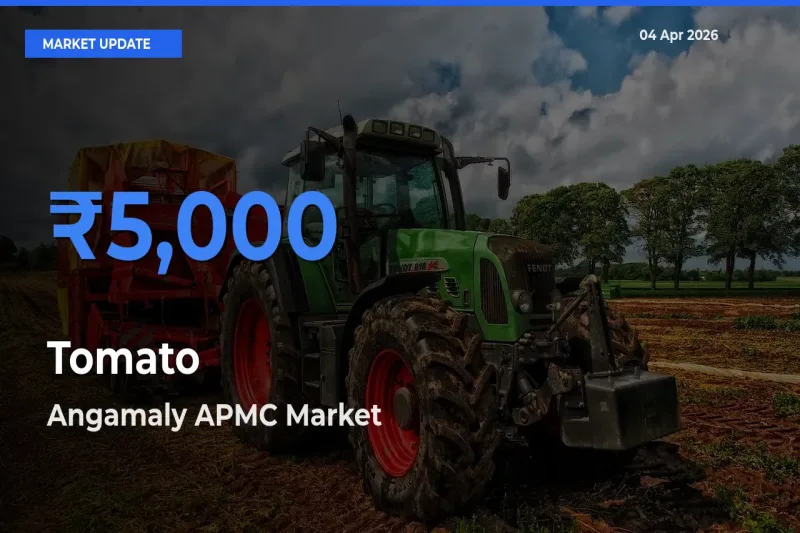 Angamaly APMC Offers ₹5,000 – Highest Tomato Rate Today