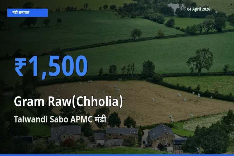 आज का मंडी भाव: हरा चना (छोलिया) के सबसे ज़्यादा दाम Talwandi Sabo APMC में