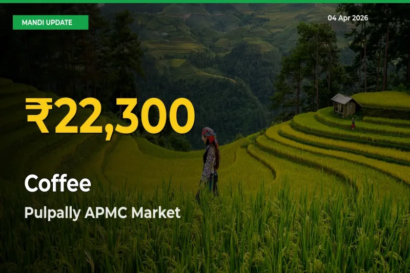 Coffee Hits Fresh High in Pulpally APMC Today
