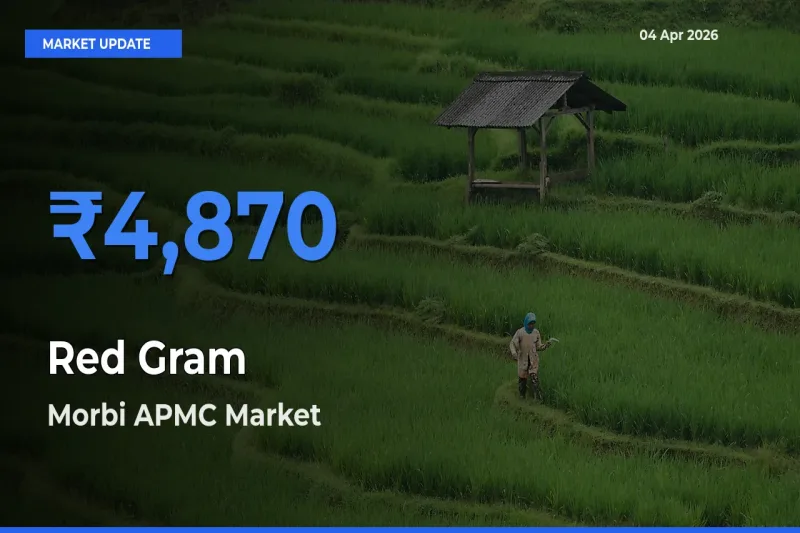 Morbi APMC Leads as Top Mandi for Red Gram Prices