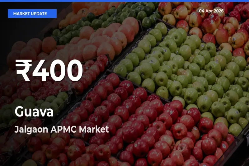 Guava Mandi Rate Today: 30-Day Low Recorded in Jalgaon APMC