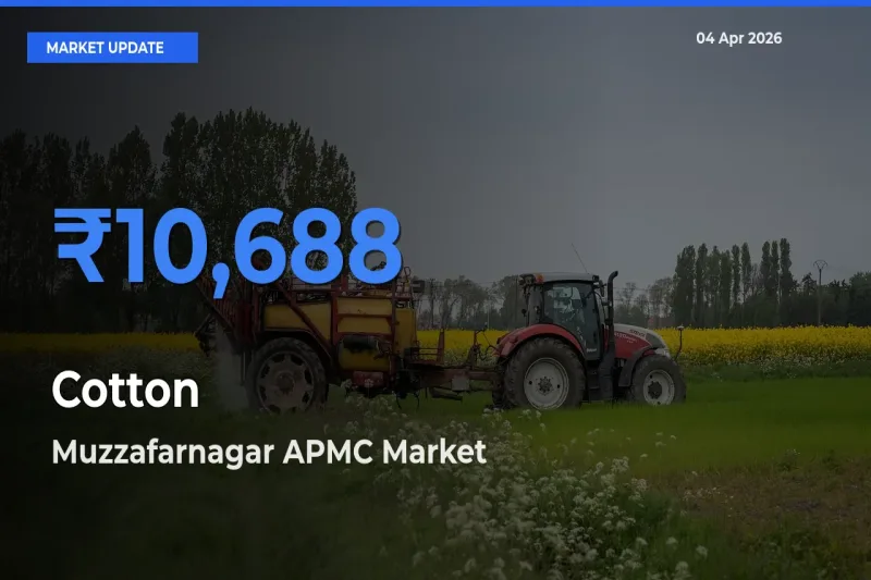 Top Performer! Muzzafarnagar APMC Offers Best Cotton Price Today