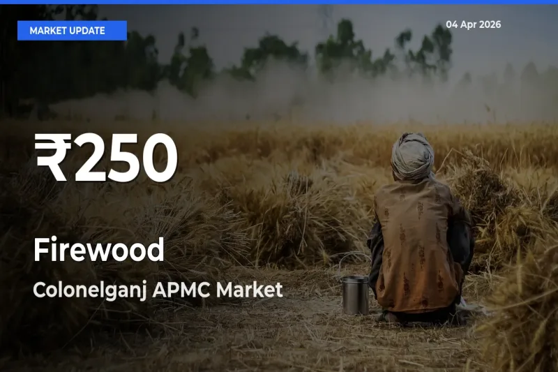 Firewood Mandi Rate Today: 30-Day Low Recorded in Colonelganj APMC