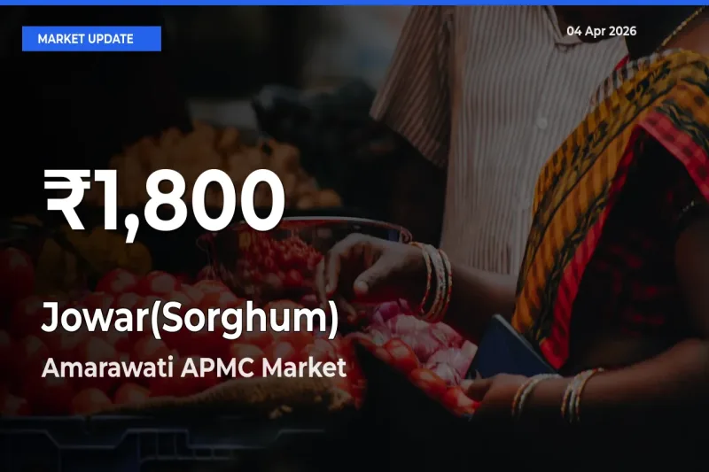 Jowar(Sorghum) Falls to ₹1,800 in Amarawati APMC – 30-Day Lowest Rate