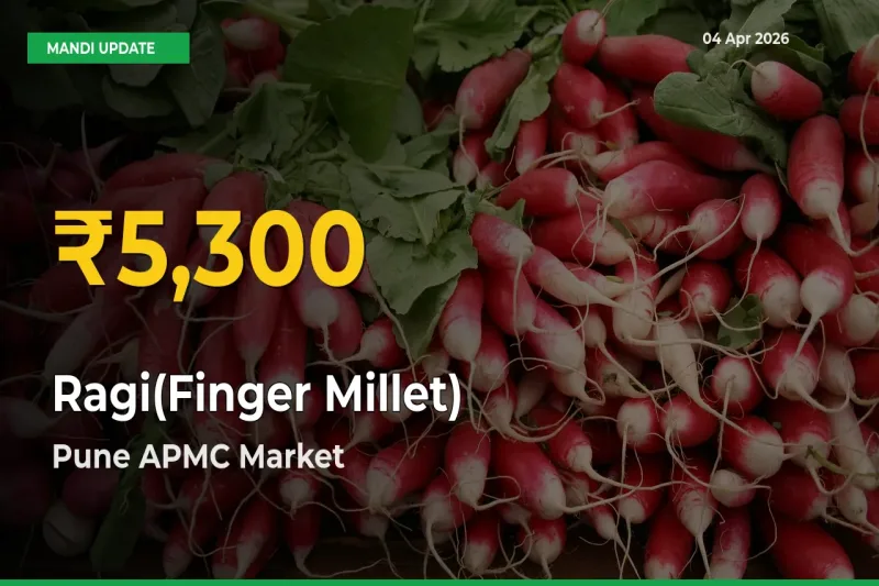 Big Jump in Ragi(Finger Millet) Prices! Pune APMC Records New Peak Today
