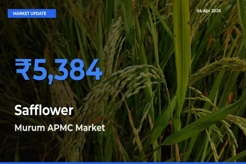 Top Performer! Murum APMC Offers Best Safflower Price Today