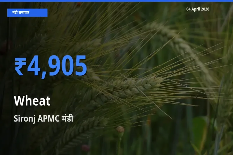 बाज़ार संकेत: Sironj APMC बना गेहूँ के लिए आज की टॉप मंडी