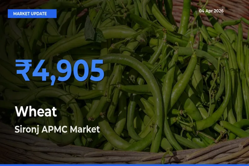 Farmers Prefer Sironj APMC as Wheat Hits Highest Rate