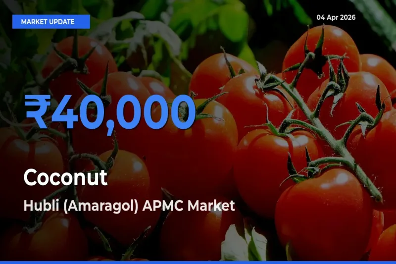 Hubli (Amaragol) APMC Leads as Top Mandi for Coconut Prices