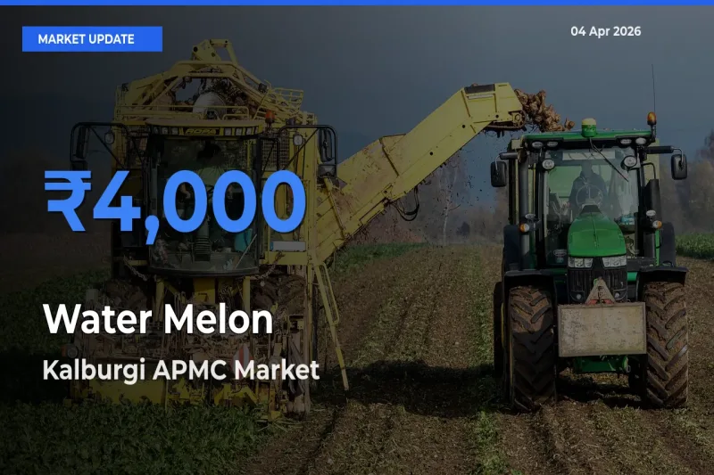 Kalburgi APMC Tops Water Melon Mandi Rates Today