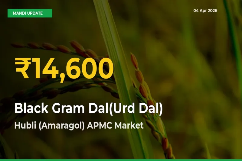 Black Gram Dal(Urd Dal) Hits Fresh High in Hubli (Amaragol) APMC Today
