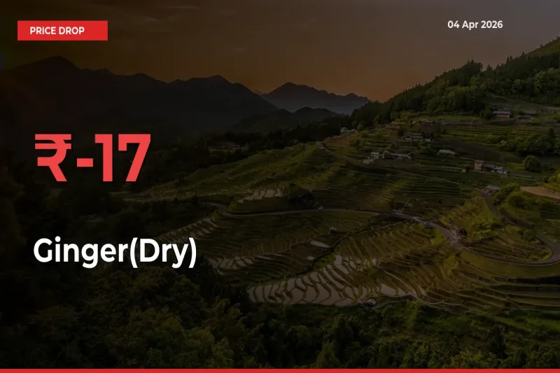 This Mandi Records 17.28% Fall in Ginger(Dry) Prices