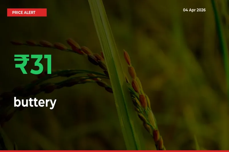 buttery Prices Rise 31.25% in a Day at Major Mandis