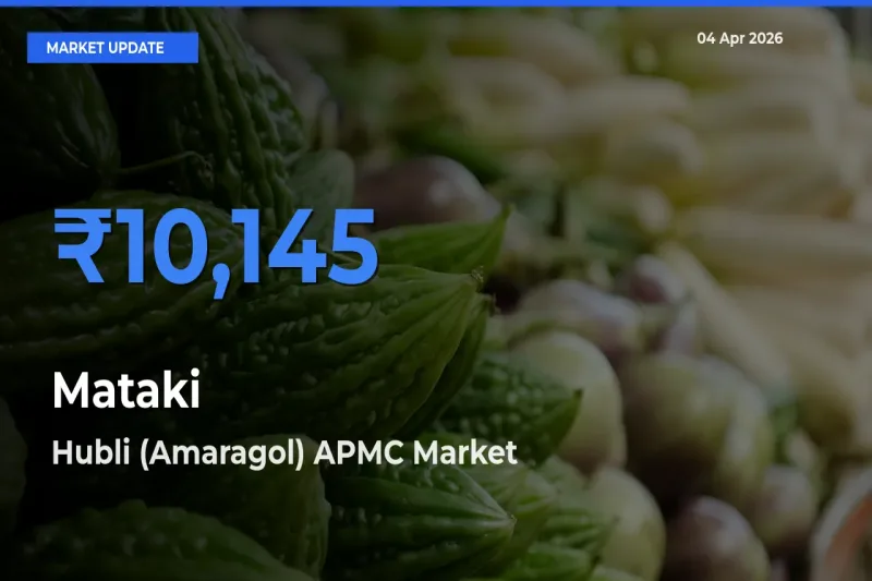 Hubli (Amaragol) APMC Records Highest ₹10,145 Rate for Mataki
