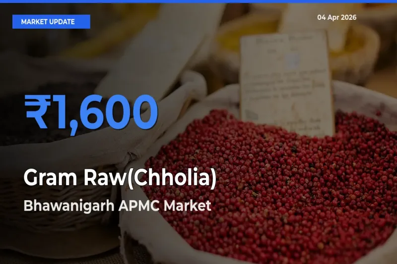 Farmers Prefer Bhawanigarh APMC as Gram Raw(Chholia) Hits Highest Rate