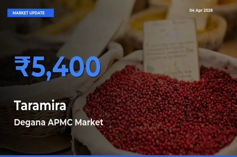 Market Watch: Degana APMC Becomes Top Mandi for Taramira