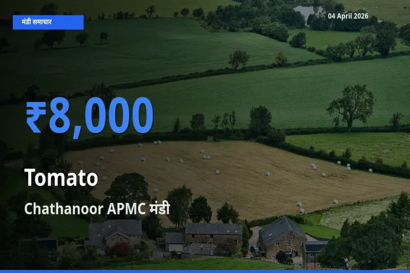 आज टमाटर के सबसे ज़्यादा दाम Chathanoor APMC मंडी में दर्ज
