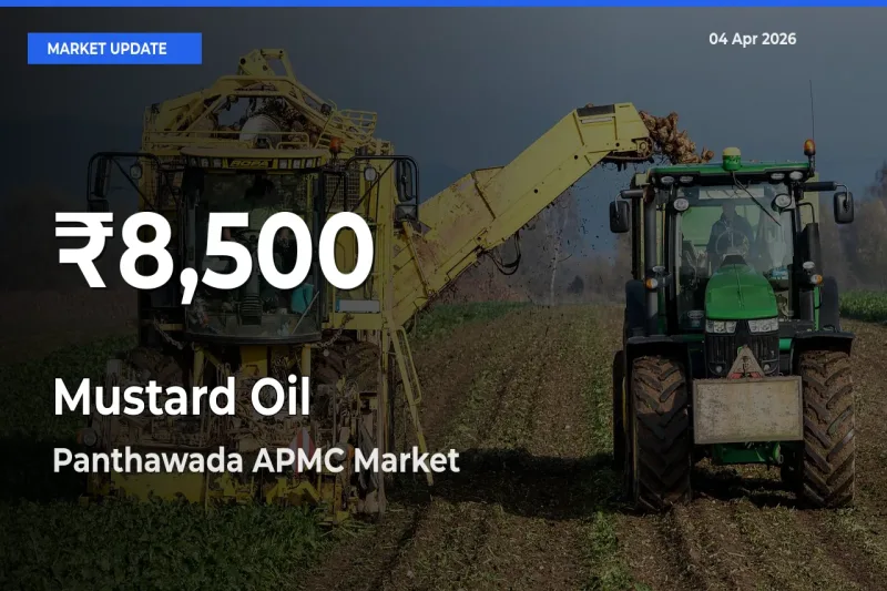 Sharp Fall! Mustard Oil Prices Drop to 30-Day Low in Panthawada APMC