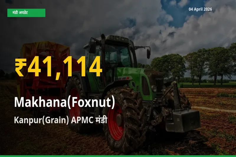 किसानों के लिए खुशखबरी! Kanpur(Grain) APMC में Makhana(Foxnut) के दाम रिकॉर्ड स्तर पर