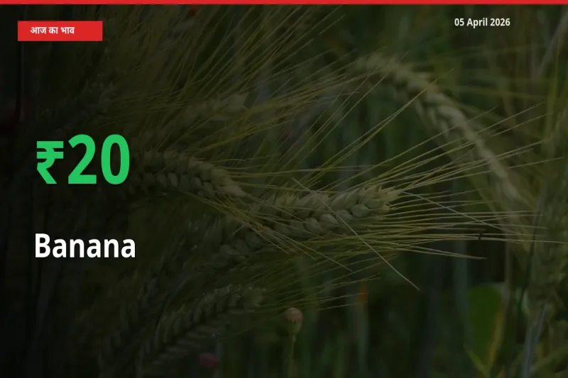 केला 20.15% उछला, मंडी