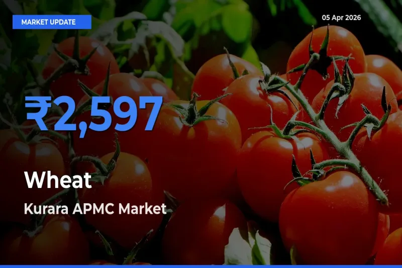 Kurara APMC Emerges as Top Mandi for Wheat Prices Today