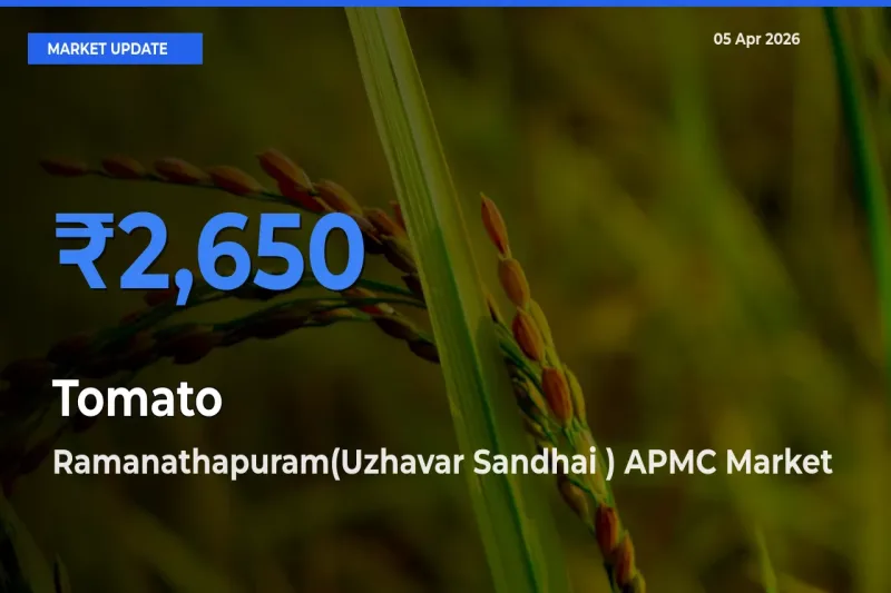 Market Watch: Ramanathapuram(Uzhavar Sandhai ) APMC Becomes Top Mandi for Tomato