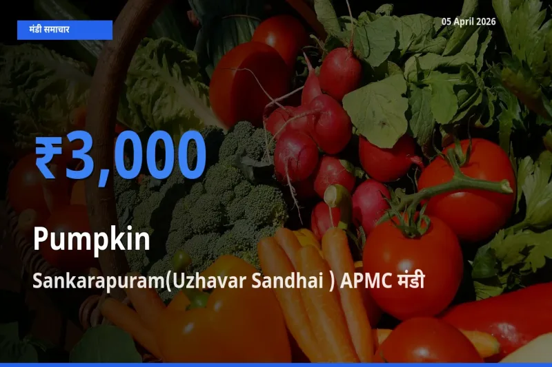 बाज़ार संकेत: Sankarapuram(Uzhavar Sandhai ) APMC बना कद्दू के लिए आज की टॉप मंडी