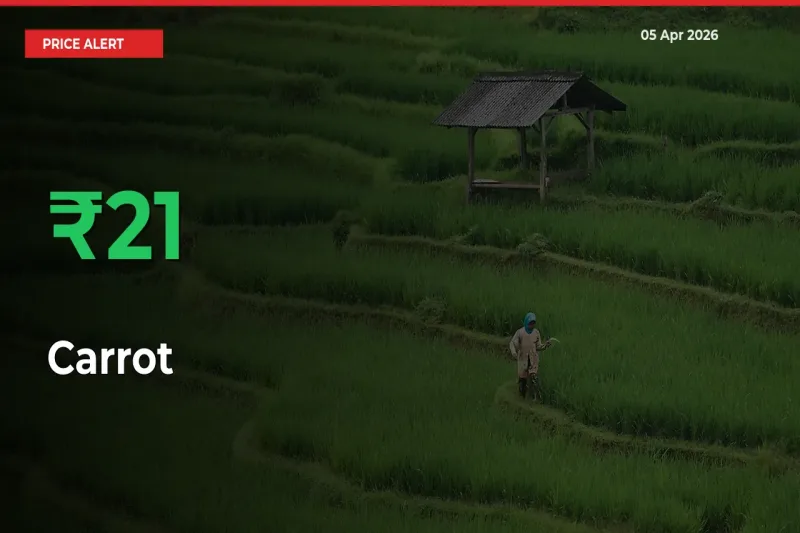Carrot Mandi Rate Today: Prices Jump 20.98% at Market