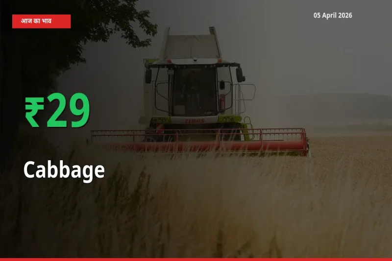 बाज़ार संकेत: पत्ता गोभी के भाव मंडी में 29.01% ऊपर