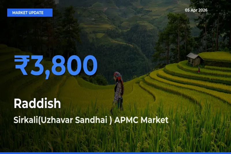 Sirkali(Uzhavar Sandhai ) APMC Records Highest ₹3,800 Rate for Raddish