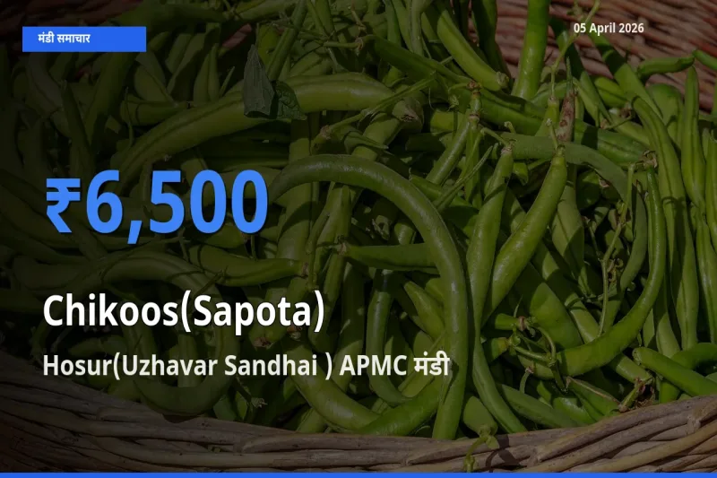 Hosur(Uzhavar Sandhai ) APMC मंडी में आज चीकू के सबसे ऊँचे दाम दर्ज