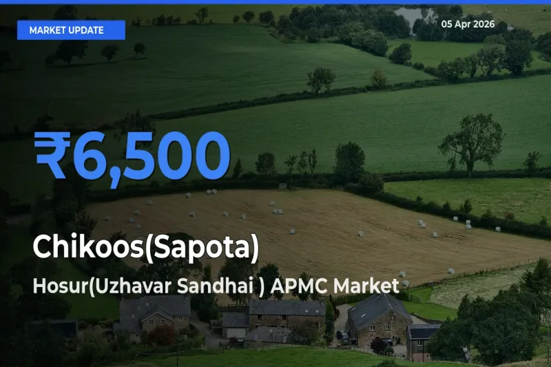 Hosur(Uzhavar Sandhai ) APMC Records Highest ₹6,500 Rate for Chikoos(Sapota)