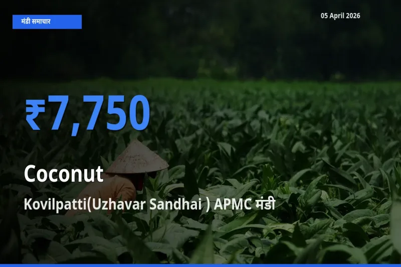 Kovilpatti(Uzhavar Sandhai ) APMC मंडी में आज नारियल के सबसे ऊँचे दाम दर्ज