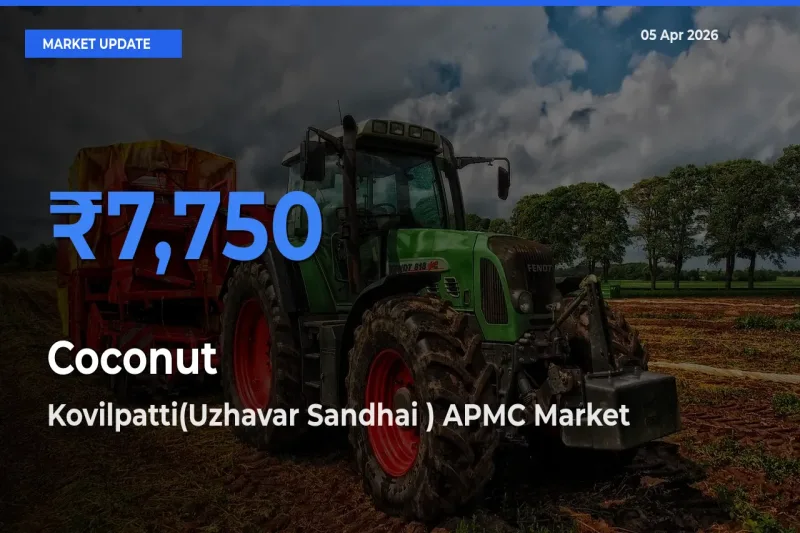 Kovilpatti(Uzhavar Sandhai ) APMC Records Highest ₹7,750 Rate for Coconut