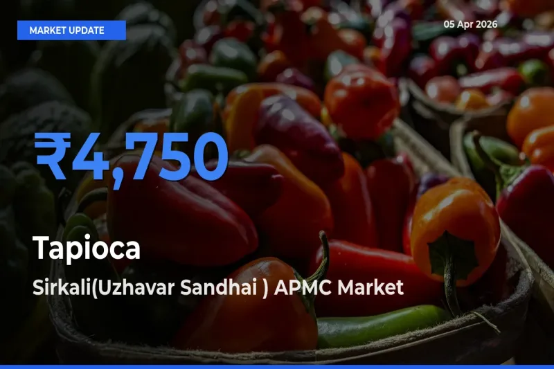 Tapioca Mandi Rate Today: Sirkali(Uzhavar Sandhai ) APMC Tops the List