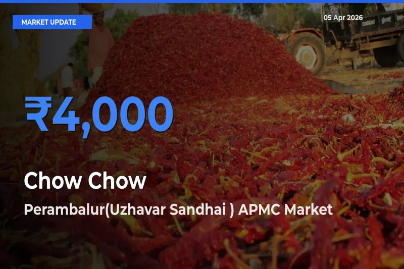 Perambalur(Uzhavar Sandhai ) APMC Tops Chow Chow Rates – April 05 Market Update