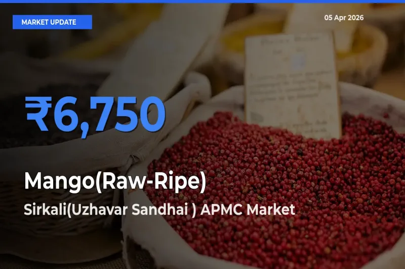 Sirkali(Uzhavar Sandhai ) APMC Emerges as Top Mandi for Mango(Raw-Ripe) Prices Today