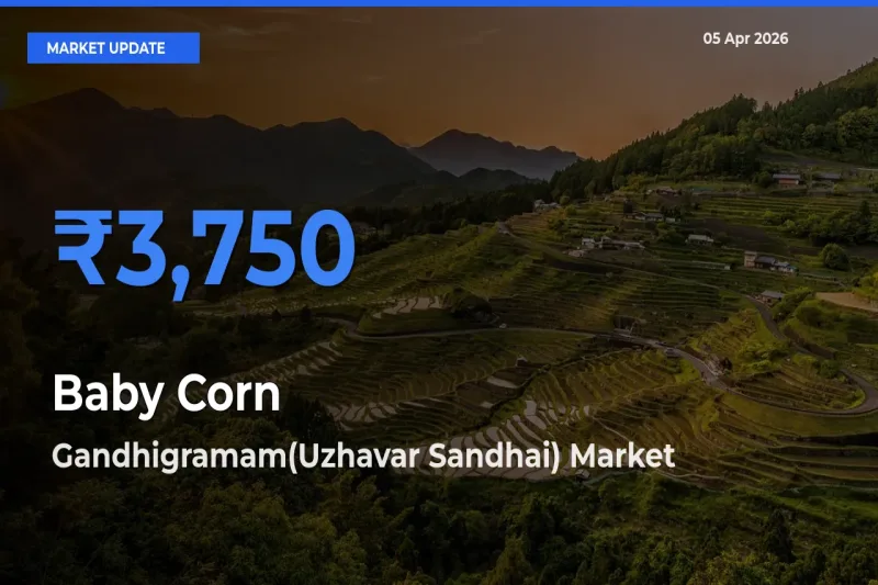 Gandhigramam(Uzhavar Sandhai) Emerges as Top Mandi for Baby Corn Prices Today