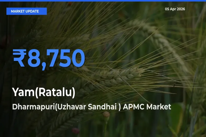 Dharmapuri(Uzhavar Sandhai ) APMC Records Highest ₹8,750 Rate for Yam(Ratalu)