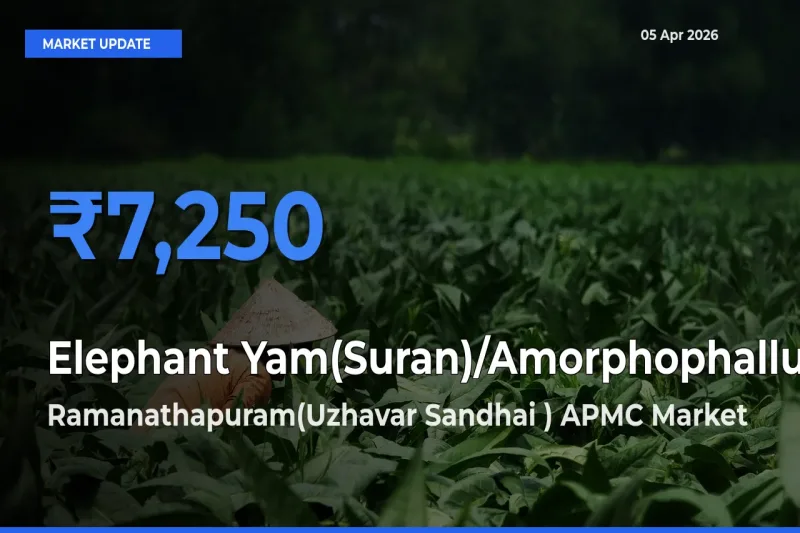 Ramanathapuram(Uzhavar Sandhai ) APMC Tops Elephant Yam(Suran)/Amorphophallus Rates – April 05 Market Update