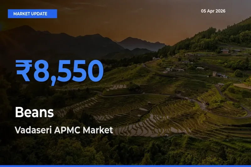 Top Performer! Vadaseri APMC Offers Best Beans Price Today