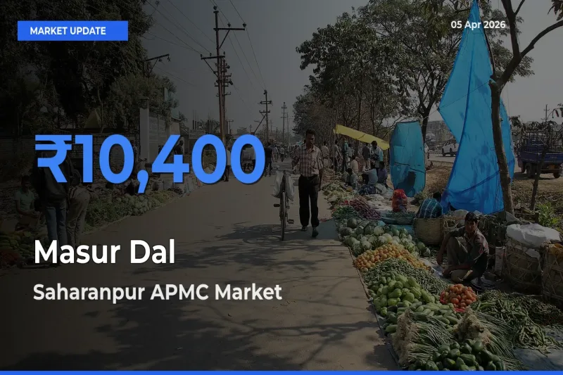 Farmers Prefer Saharanpur APMC as Masur Dal Hits Highest Rate