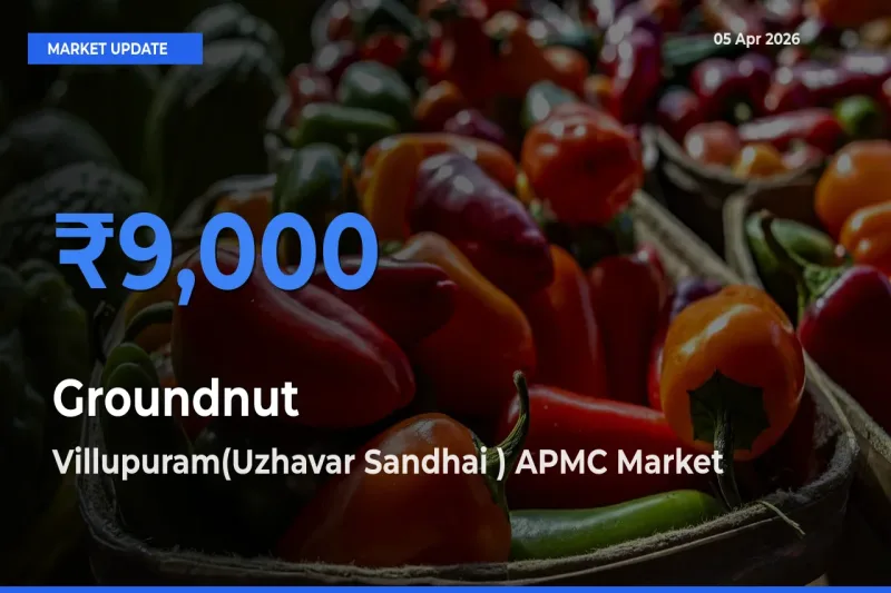 Villupuram(Uzhavar Sandhai ) APMC Emerges as Top Mandi for Groundnut Prices Today
