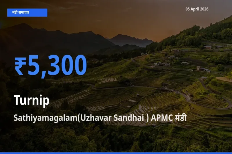 आज शलजम के सबसे ज़्यादा दाम Sathiyamagalam(Uzhavar Sandhai ) APMC मंडी में दर्ज