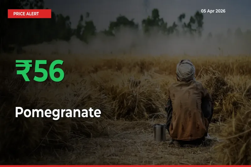 Pomegranate Prices Rise 56.35% in a Day at Major Mandis