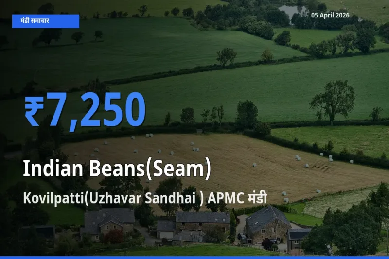 आज सेम (देशी) के सबसे ज़्यादा दाम Kovilpatti(Uzhavar Sandhai ) APMC मंडी में दर्ज